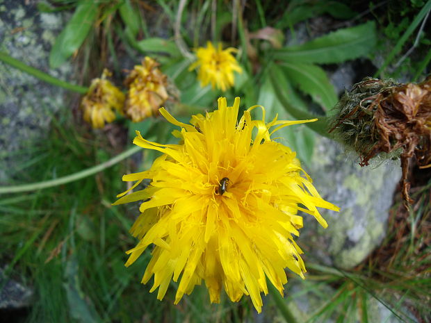 jastrabník Hieracium sp.