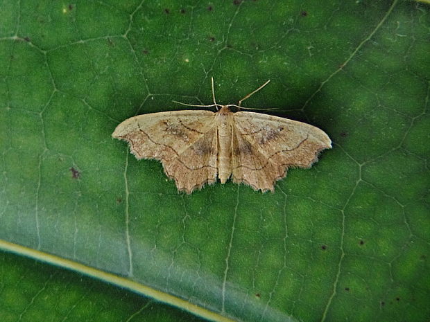 piadica vykrojená Idaea emarginata Linnaeus, 1758