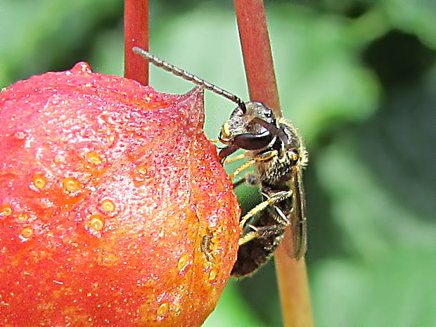 ploskočelka načervenalá Lasioglossum calceatum