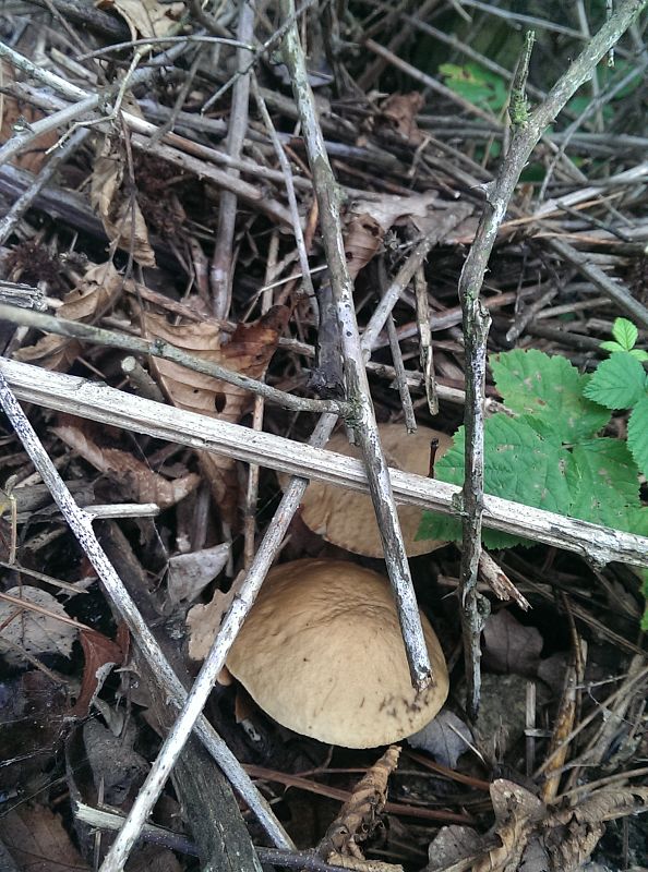 kozák Leccinum decipiens (Singer) Pilát & Dermek