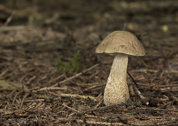 kozák hrabový Leccinum pseudoscabrum (Kallenb.) Šutara