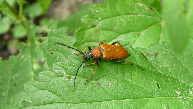 fúzač obyčajný ♀ Leptura rubra