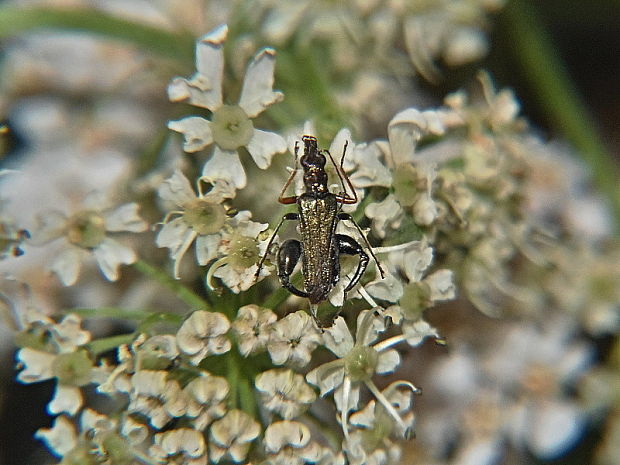 stehnáč Oedemera flavipes Fabricius, 1792