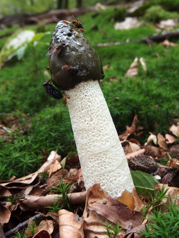 hadovka smradľavá Phallus impudicus L.