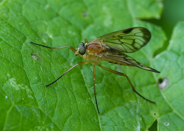 strehúň  Rhagio latipennis