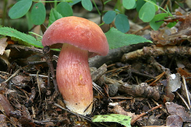 suchohríb marhuľovožltý Rheubarbariboletus armeniacus (Quél.) Vizzini, Simonini & Gelardi