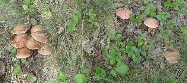 hríb Le Galovej Rubroboletus legaliae (Pilát & Dermek) Della Maggiora & Trassin.