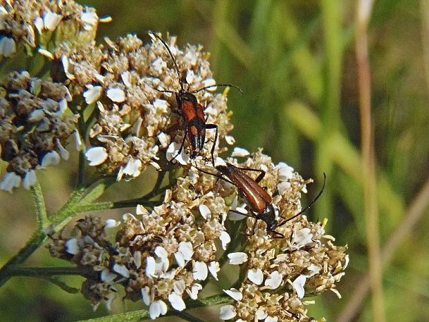 fuzáč Stenurella bifasciata  a Stenurella melanura