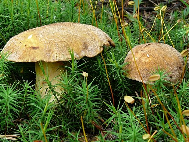 masliak strakatý Suillus variegatus (Sw.) Kuntze