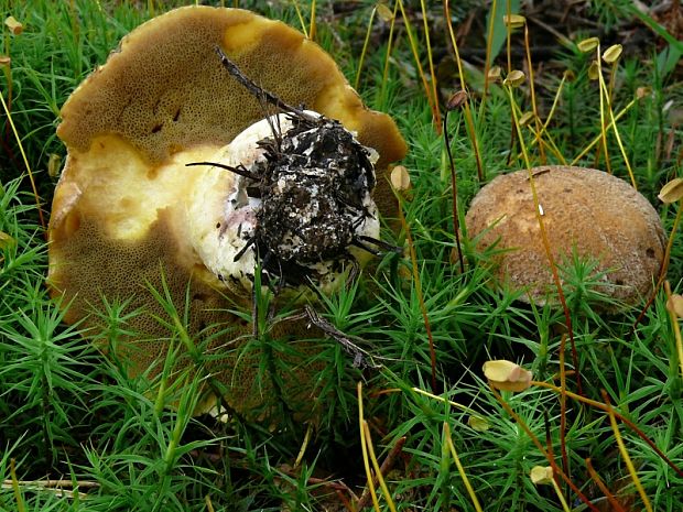 masliak strakatý Suillus variegatus (Sw.) Kuntze