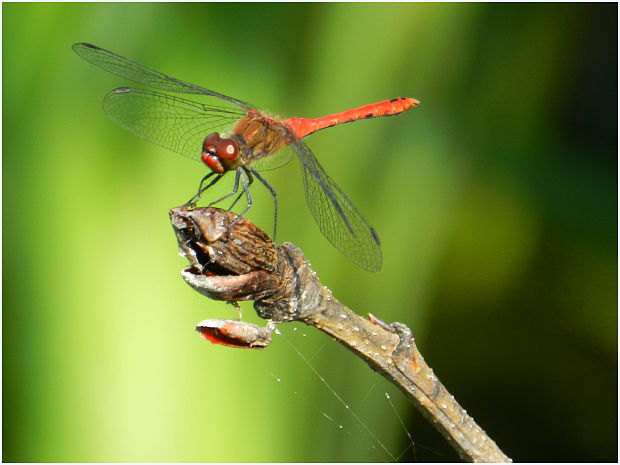 vážka červená Sympetrum sanguineum