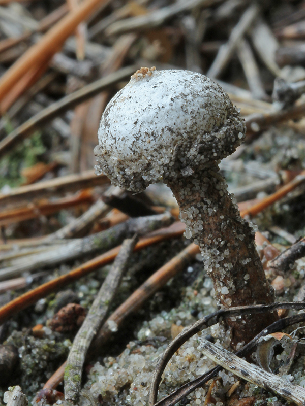 stopkovec Tulostoma sp.