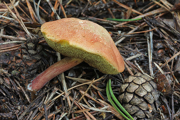 suchohríb Xerocomus sp.