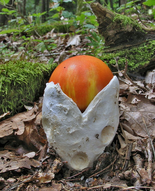 muchotrávka cisárska Amanita caesarea (Scop.) Pers.