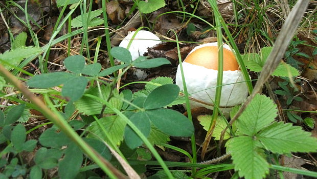 muchotrávka cisárska Amanita caesarea (Scop.) Pers.