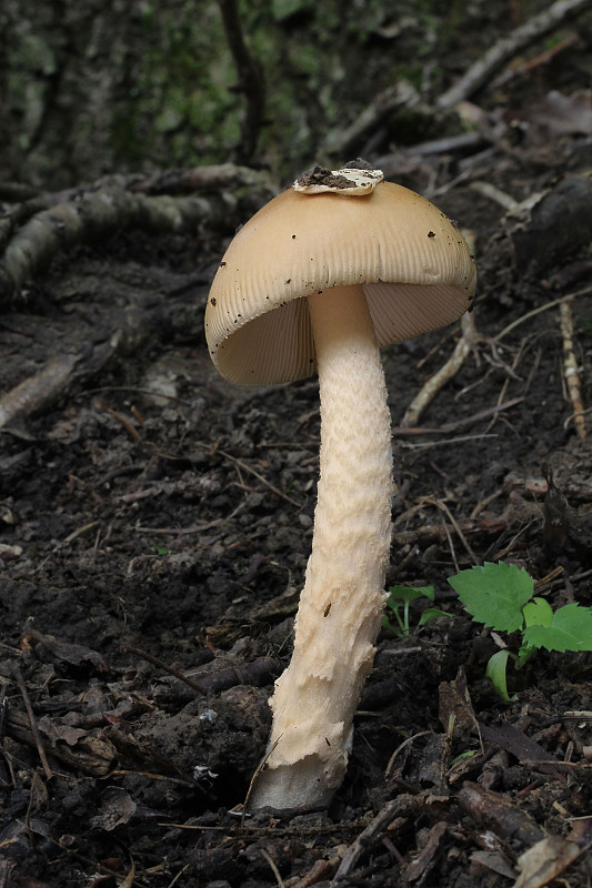 muchotrávka oranžová Amanita crocea (Quél.) Singer