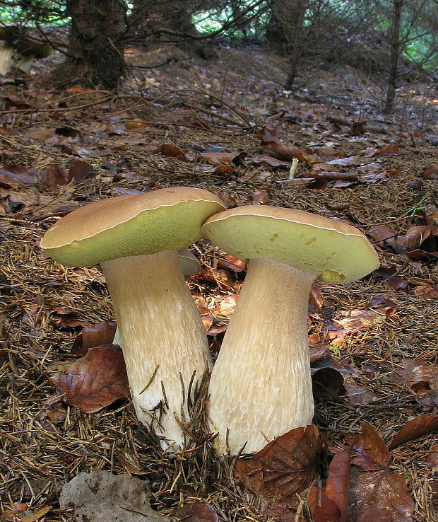 hríb smrekový Boletus edulis Bull.