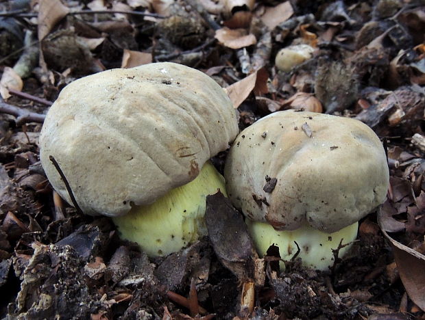 hríb sivoružový Butyriboletus roseogriseus (J. Šutara, M. Graca, M. Kolarík, V. Janda & M. Kríž) Vizzini & Gelardi