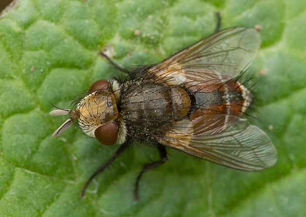 bystruša voskovitá Gonia ornata