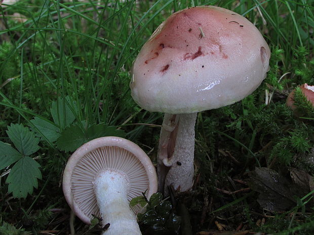 šťavnačka červenkastá Hygrophorus erubescens (Fr.) Fr.