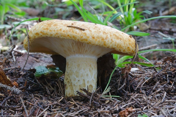 rýdzik rapavý Lactarius scrobiculatus (Scop.) Fr.