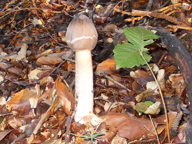 bedľa vysoká Macrolepiota procera (Scop.) Singer