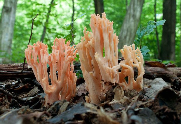 strapačka lososovoružová Ramaria subbotrytis (Coker) Corner