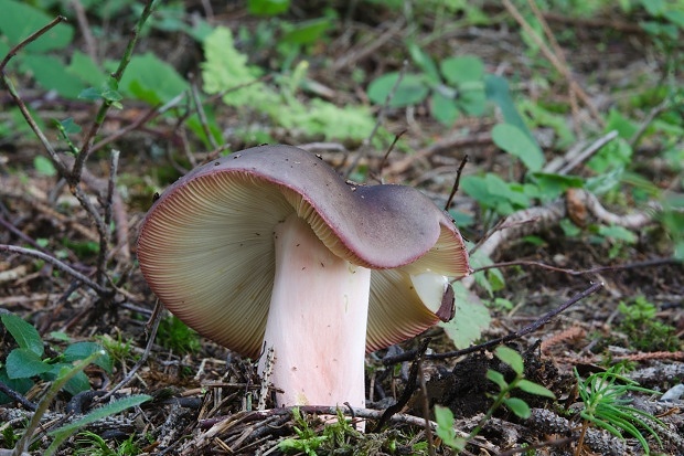 plávka Russula sp.