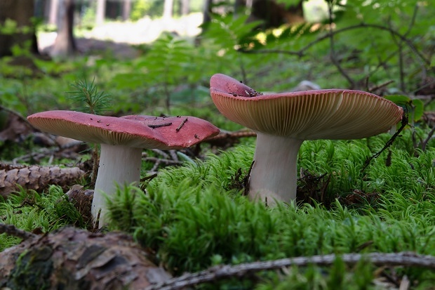 plávka Russula sp.