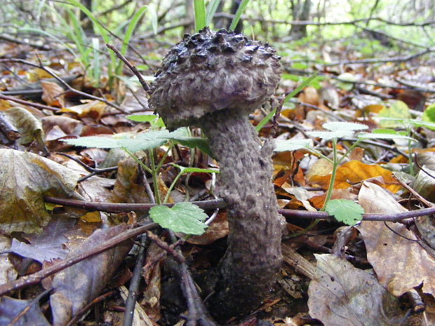 šiškovec šupinatý Strobilomyces strobilaceus (Scop.) Berk.