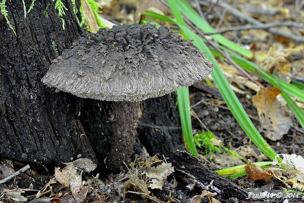 šiškovec šupinatý Strobilomyces strobilaceus (Scop.) Berk.