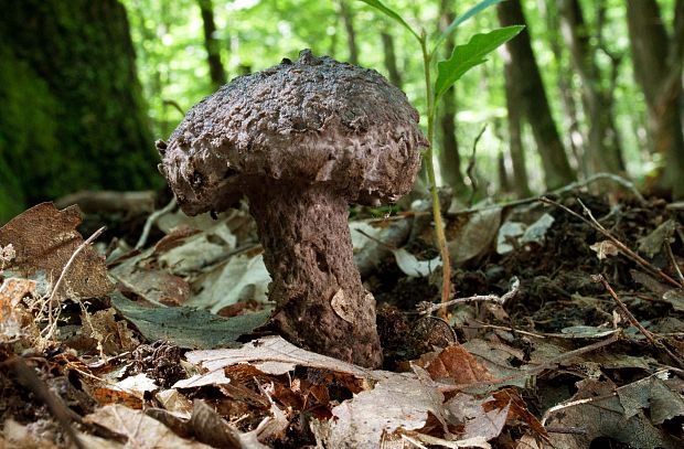 šiškovec šupinatý Strobilomyces strobilaceus (Scop.) Berk.