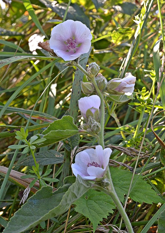 ibiš lekársky Althaea officinalis L.