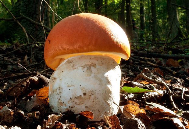 muchotrávka cisárska Amanita caesarea (Scop.) Pers.