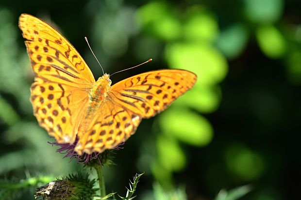 perlovec striebristopásavý Arginnis paphia