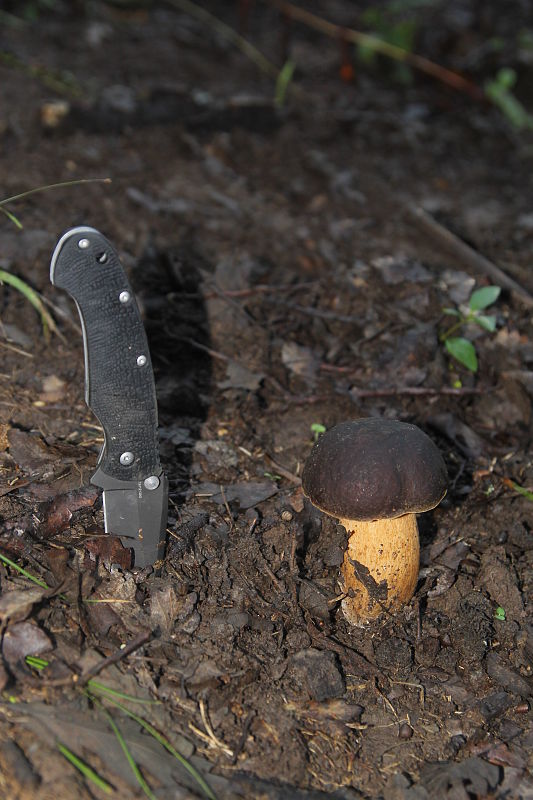 hríb bronzový Boletus aereus Bull. ex Fr.