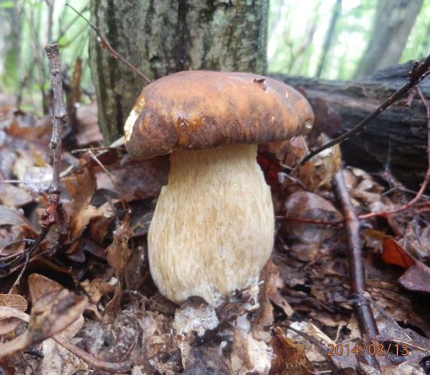 hríb bronzový Boletus aereus Bull. ex Fr.