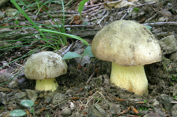 hríb striebristý Butyriboletus fechtneri (Velen.) D. Arora & J.L. Frank