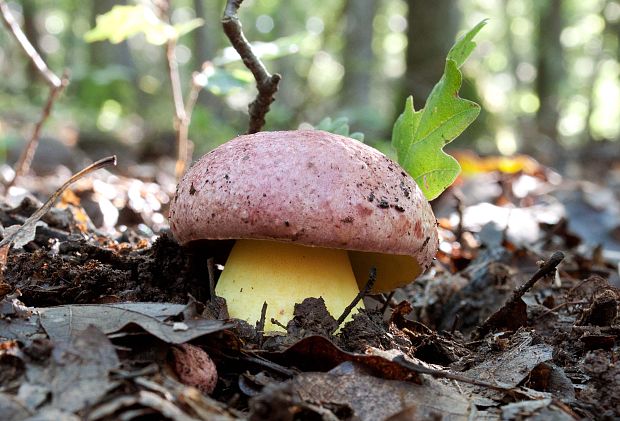 hríb kráľovský Butyriboletus regius (Krombh.) D. Arora & J.L. Frank