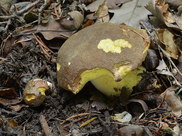 hríb sivoružový Butyriboletus roseogriseus (J. Šutara, M. Graca, M. Kolarík, V. Janda & M. Kríž) Vizzini & Gelardi