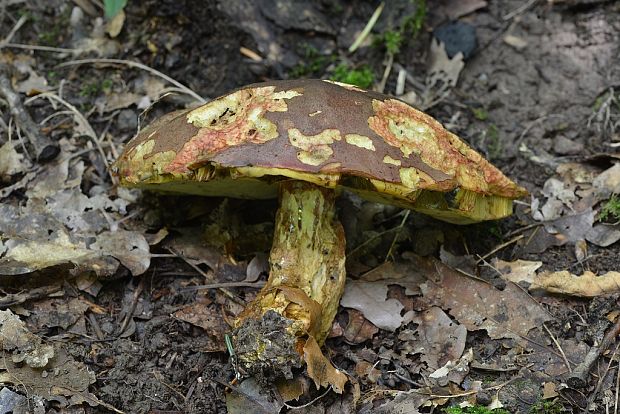 hríb sivoružový Butyriboletus roseogriseus (J. Šutara, M. Graca, M. Kolarík, V. Janda & M. Kríž) Vizzini & Gelardi