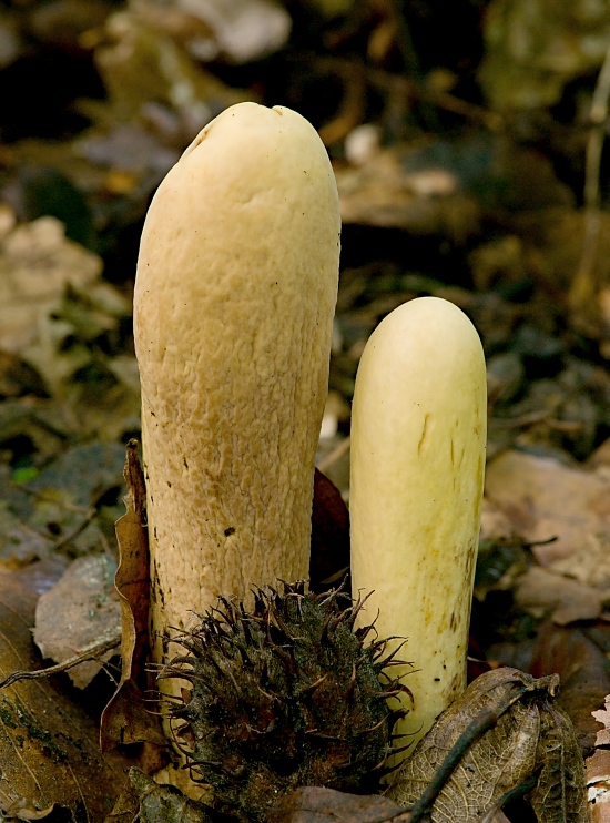 kyjak obrovský Clavariadelphus pistillaris (Fr.) Donk