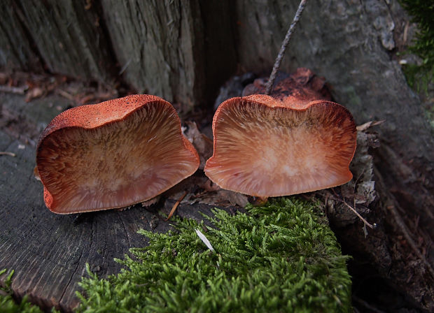 pečeňovec dubový Fistulina hepatica (Schaeff.) With.