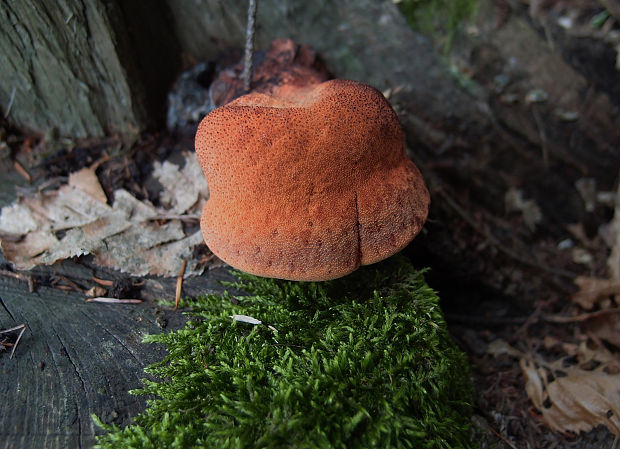 pečeňovec dubový Fistulina hepatica (Schaeff.) With.