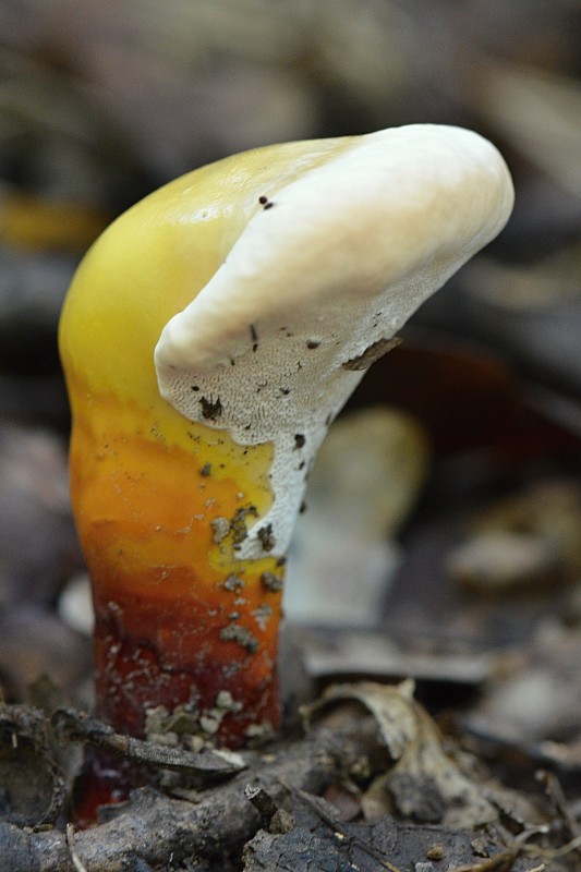 lesklokôrovka obyčajná Ganoderma lucidum (Curtis) P. Karst.