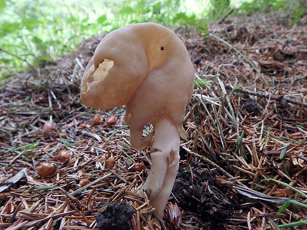 chriapač Helvella sp.