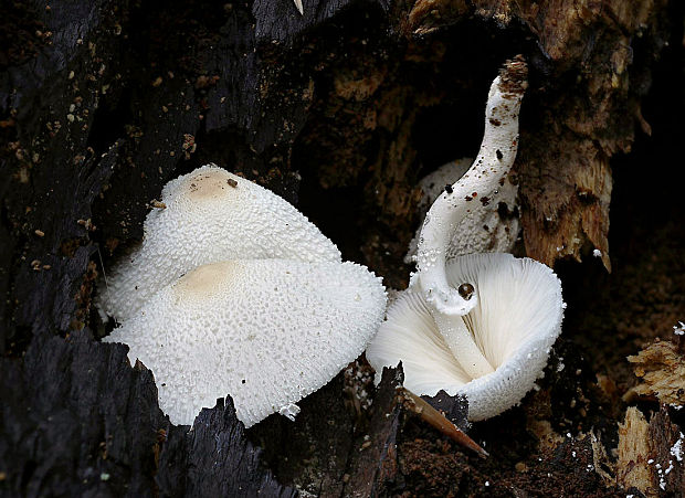 bedľovec Leucocoprinus cepistipes (Sowerby) Pat.