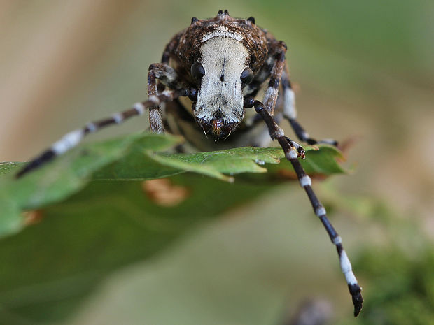 nosánik Platystomus albinus Linnaeus, 1758