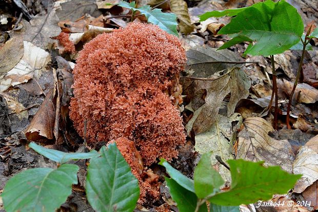 strapačka koralovitá Ramaria botrytis (Pers.) Ricken