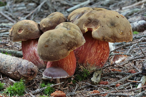 hríb zrnitohlúbikový Sutorius luridiformis (Rostk.) G. Wu & Zhu L. Yang